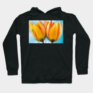 Tulipa orphanidea Whittallii Group AGM Tulip Miscellaneous tulip group Hoodie